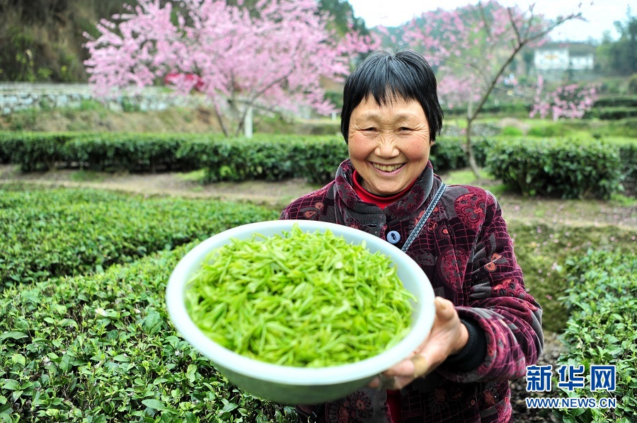 湖北宜昌：春花相伴采茶忙