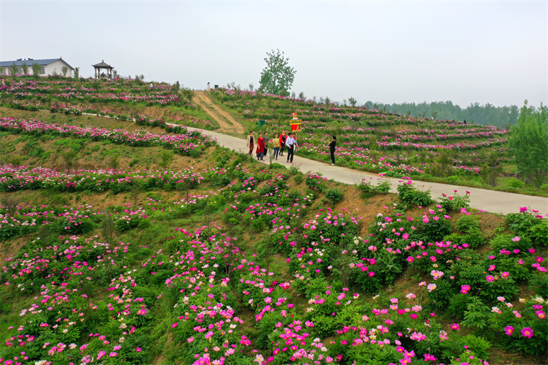 【原创】信阳市商城县：芍药花开引游人_fororder_商城县鲇鱼山街道办事处土门村芍药园吸引众多游客拍照打卡。