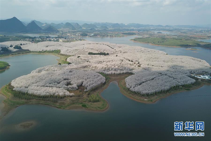 贵州贵安新区：樱花满天赏春光