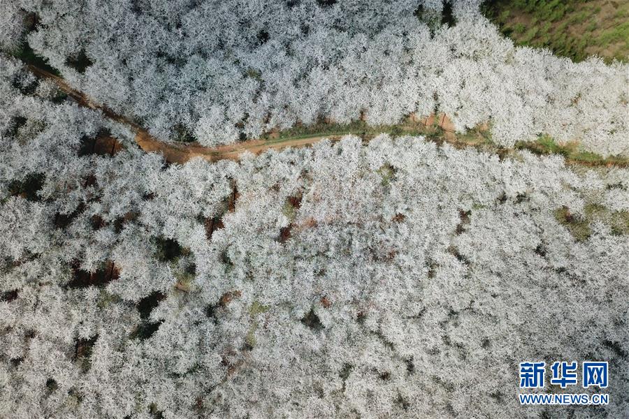 贵州贵安新区：樱花满天赏春光