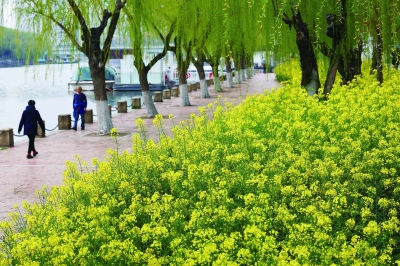 秦淮河畔 油菜花开_fororder_19874-A6秦淮河畔菜花盛开—图片19144_b