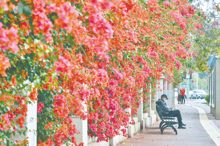 南疆春色芬芳艳 文旅秀出新“花”样