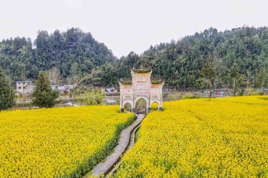 多彩贵州·花漾中国丨遵义凤冈长碛 古寨里的春日盛景