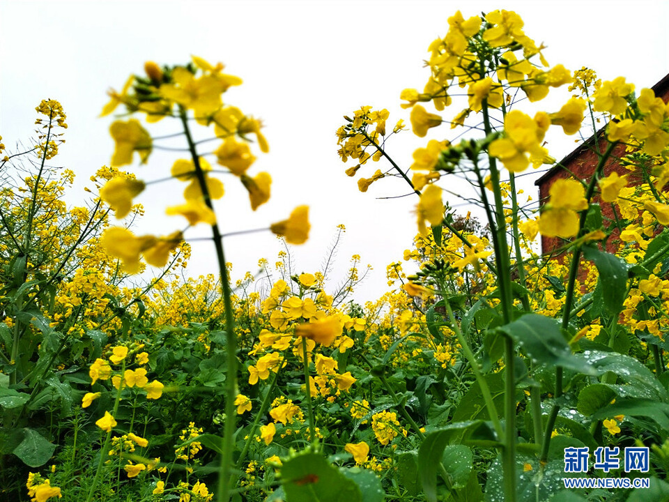 共赴花海之约 黄冈武穴市第十届（祥云）油菜花节开幕