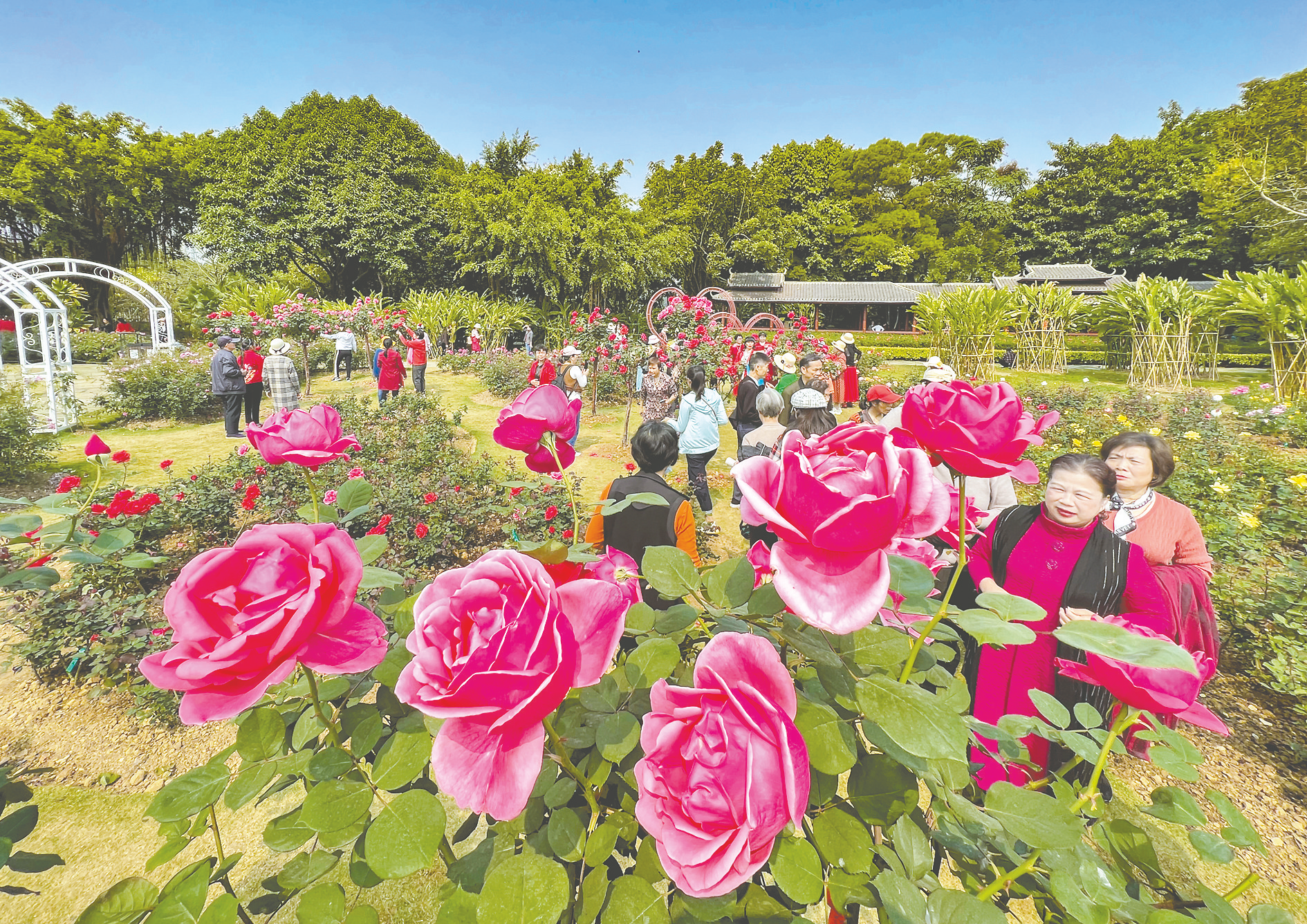 南疆春色芬芳艳 文旅秀出新“花”样