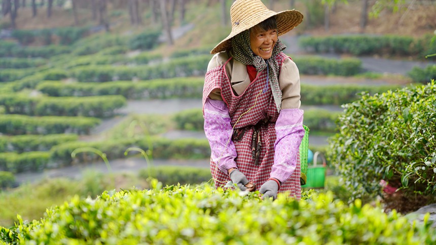 广西贵港：春茶采摘正当时