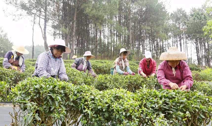 广西贵港：春茶采摘正当时