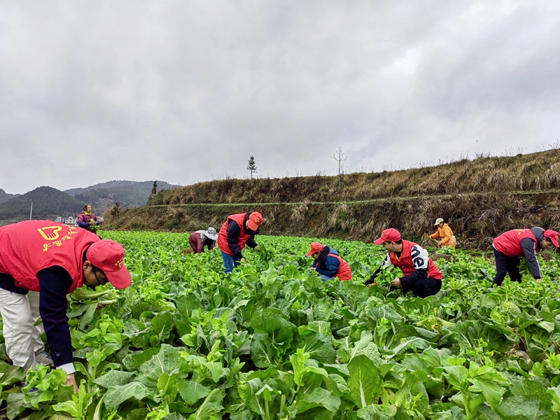 （供稿）贵州岑巩：白菜薹新鲜上市 带动群众增收致富_fororder_2、党员志愿者和当地村民一起采摘白菜薹。 （姚海燕 摄)