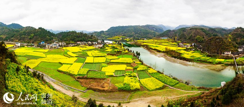 贵州岑巩：20公里油菜花海 拓功能促发展（高清组图）