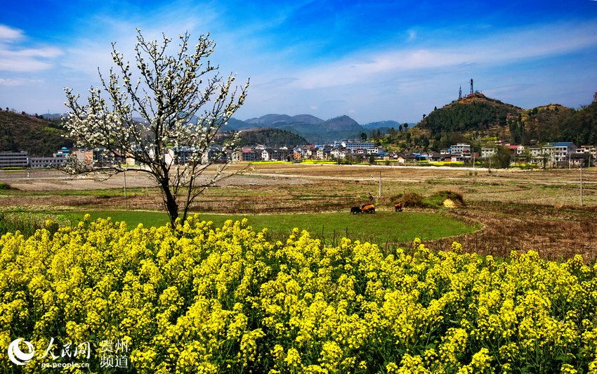 贵州岑巩：20公里油菜花海 拓功能促发展（高清组图）