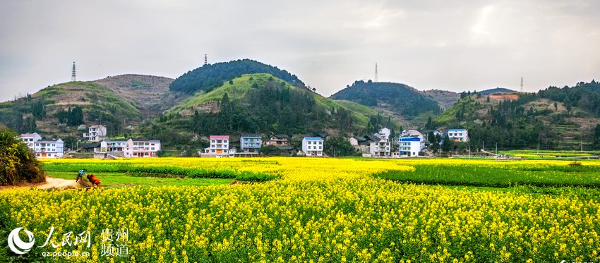 贵州岑巩：20公里油菜花海 拓功能促发展（高清组图）