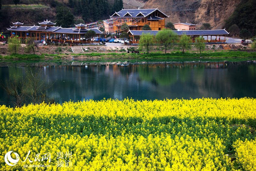 贵州岑巩：20公里油菜花海 拓功能促发展（高清组图）