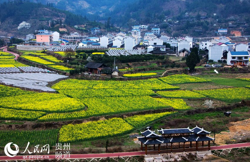 贵州岑巩：20公里油菜花海 拓功能促发展（高清组图）