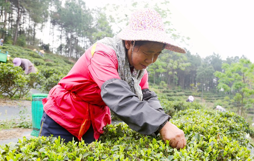 广西贵港：春茶采摘正当时