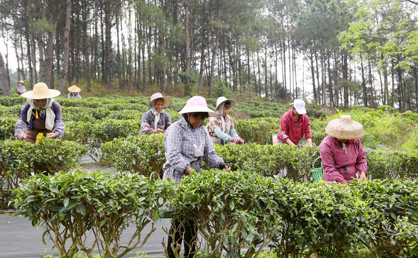 广西贵港：春茶采摘正当时