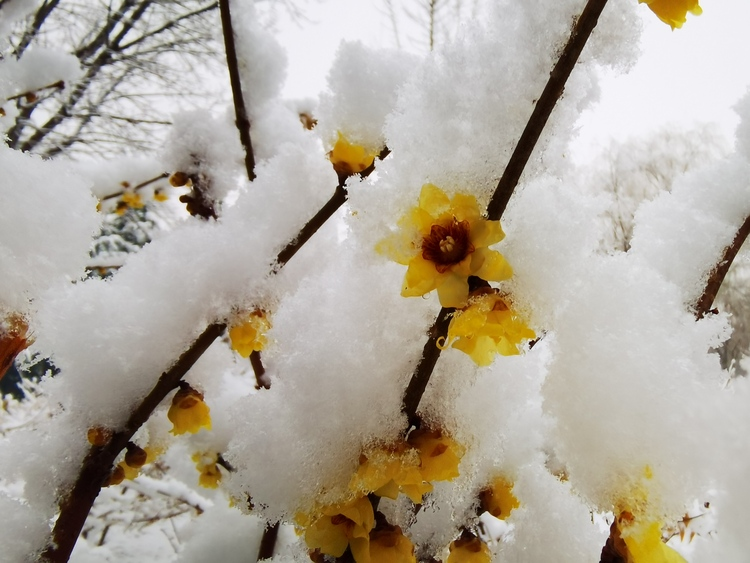 Donghuan Park in Shijiazhuang: Picturesque Snow Scenes_fororder_72