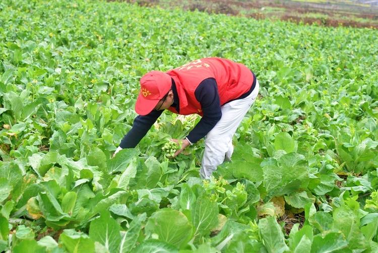 （供稿）贵州岑巩：白菜薹新鲜上市 带动群众增收致富_fororder_3、党员志愿者帮助群众采摘白菜薹。（姚海燕 摄)