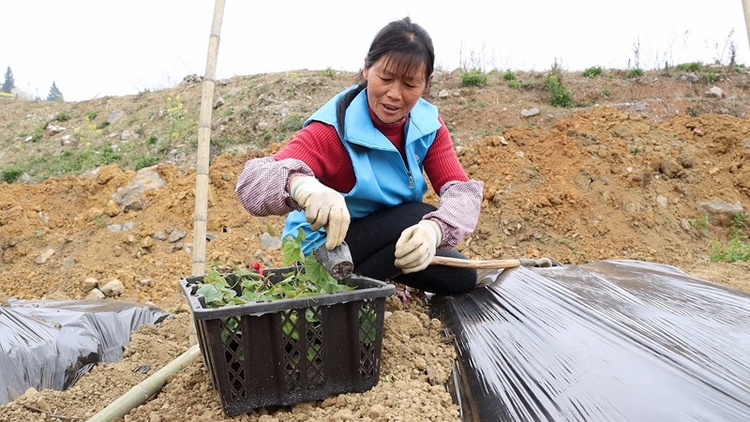 （供稿）贵州独山：阳春三月农事忙 “甜蜜果”铺就致富路_fororder_种植罗汉果