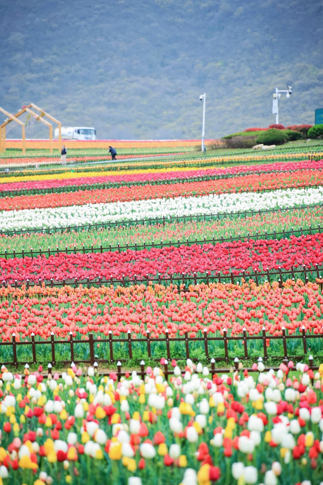 第五届半汤郁金香节开幕_fororder_图片3