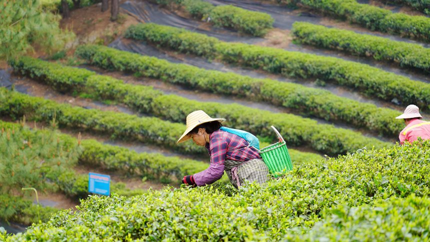 广西贵港：春茶采摘正当时