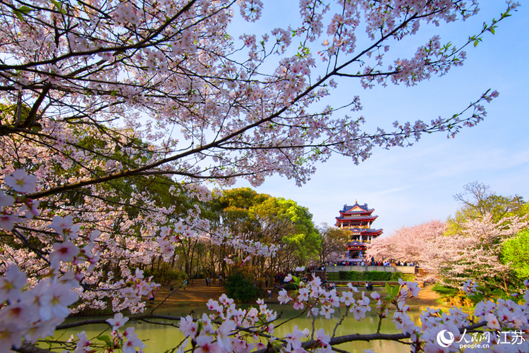 江苏：“赏花经济”活力旺