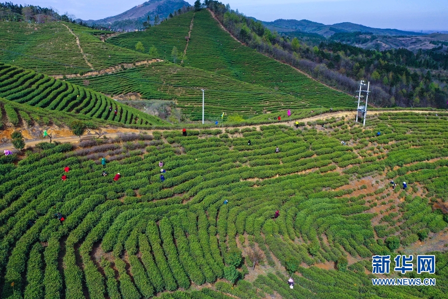 河南信阳：春到茶山采茶忙