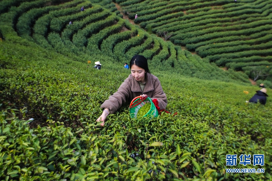 河南信阳：春到茶山采茶忙