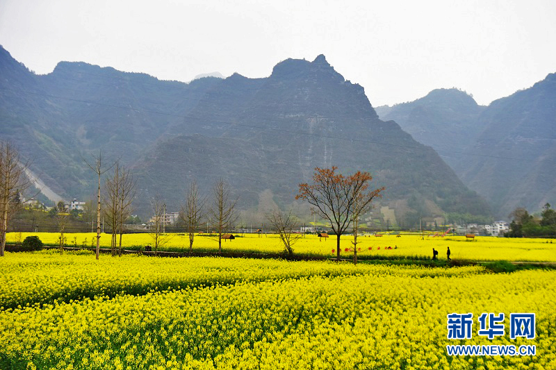 湖北咸丰：农旅融合铺锦绣