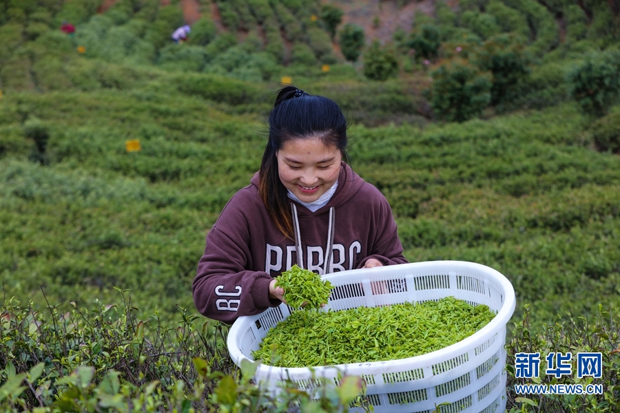 河南信阳：春到茶山采茶忙