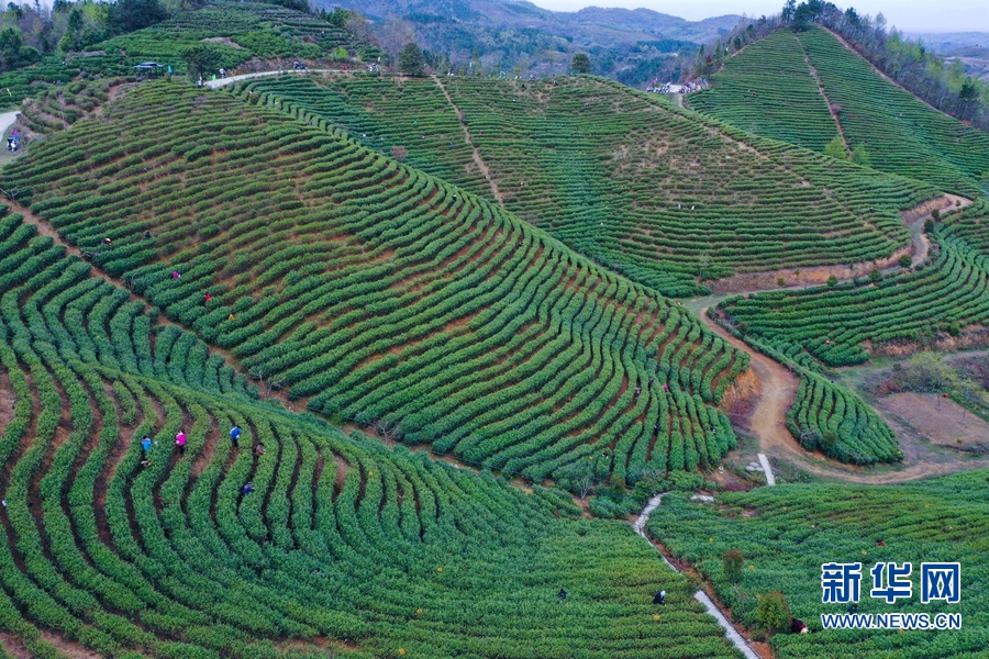 河南信阳：春到茶山采茶忙