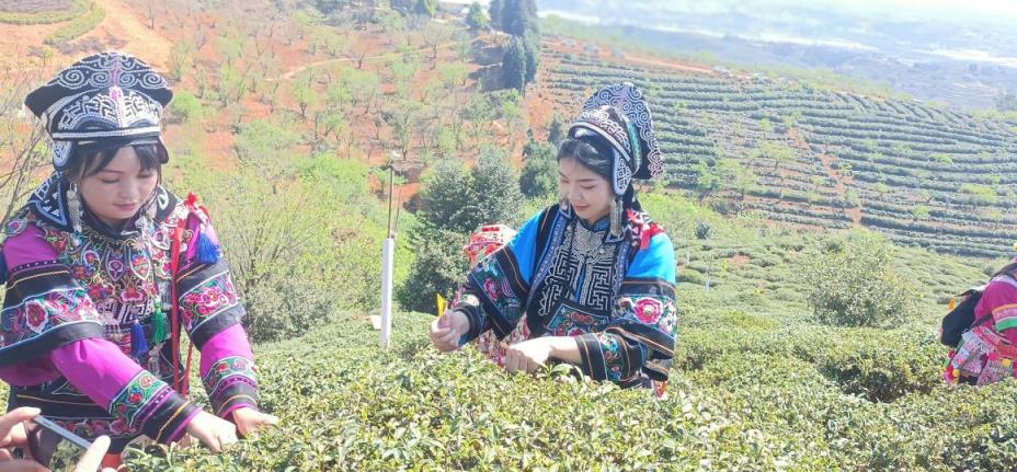 昆明宜良举办宝洪茶祭茶节_fororder_3