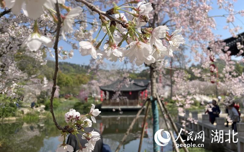 湖北武汉：人潮花海 不负春天