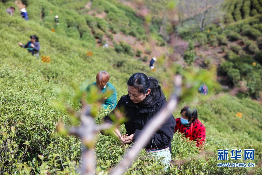 河南信阳：春到茶山采茶忙