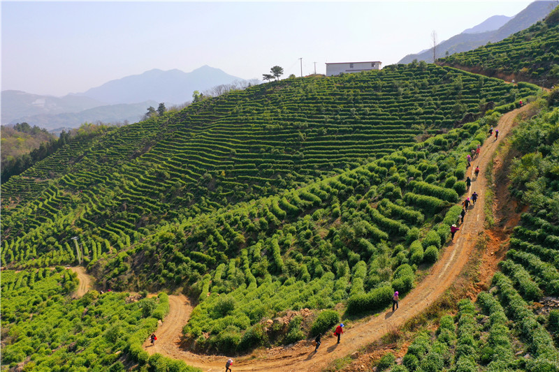 信阳市商城县：头茬高山茶抢“鲜”开摘_fororder_茶农沿着蜿蜒的山路上山采茶.JPG