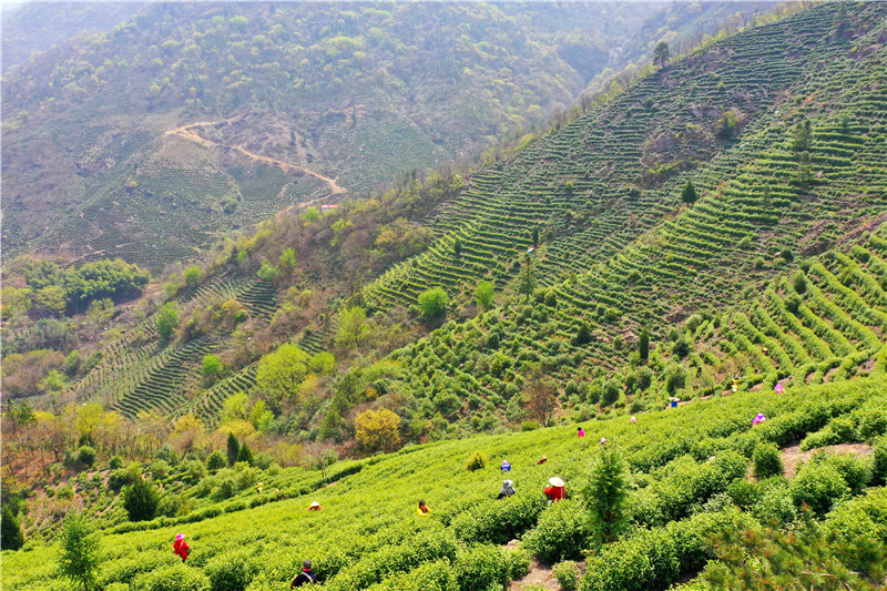 信阳市商城县：头茬高山茶抢“鲜”开摘_fororder_春来茶满园.JPG