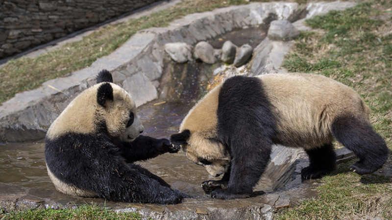 Pandas having fun with each other_fororder_图片6