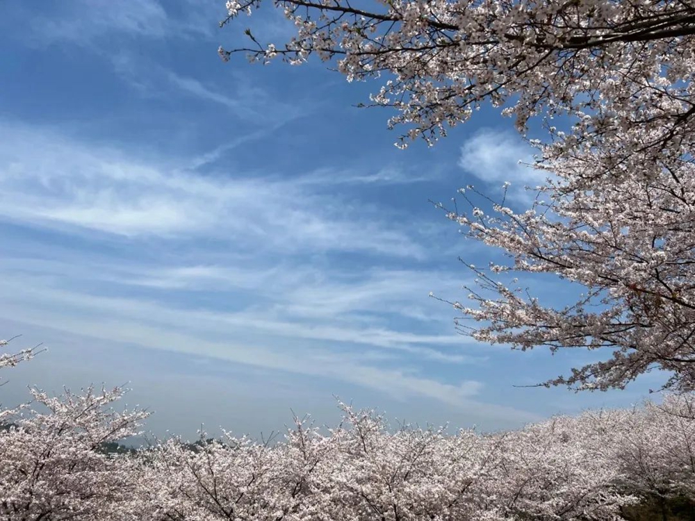 樱繁春日斜 樱花落满头 贵州平坝羊昌乡赏樱正当时_fororder_3