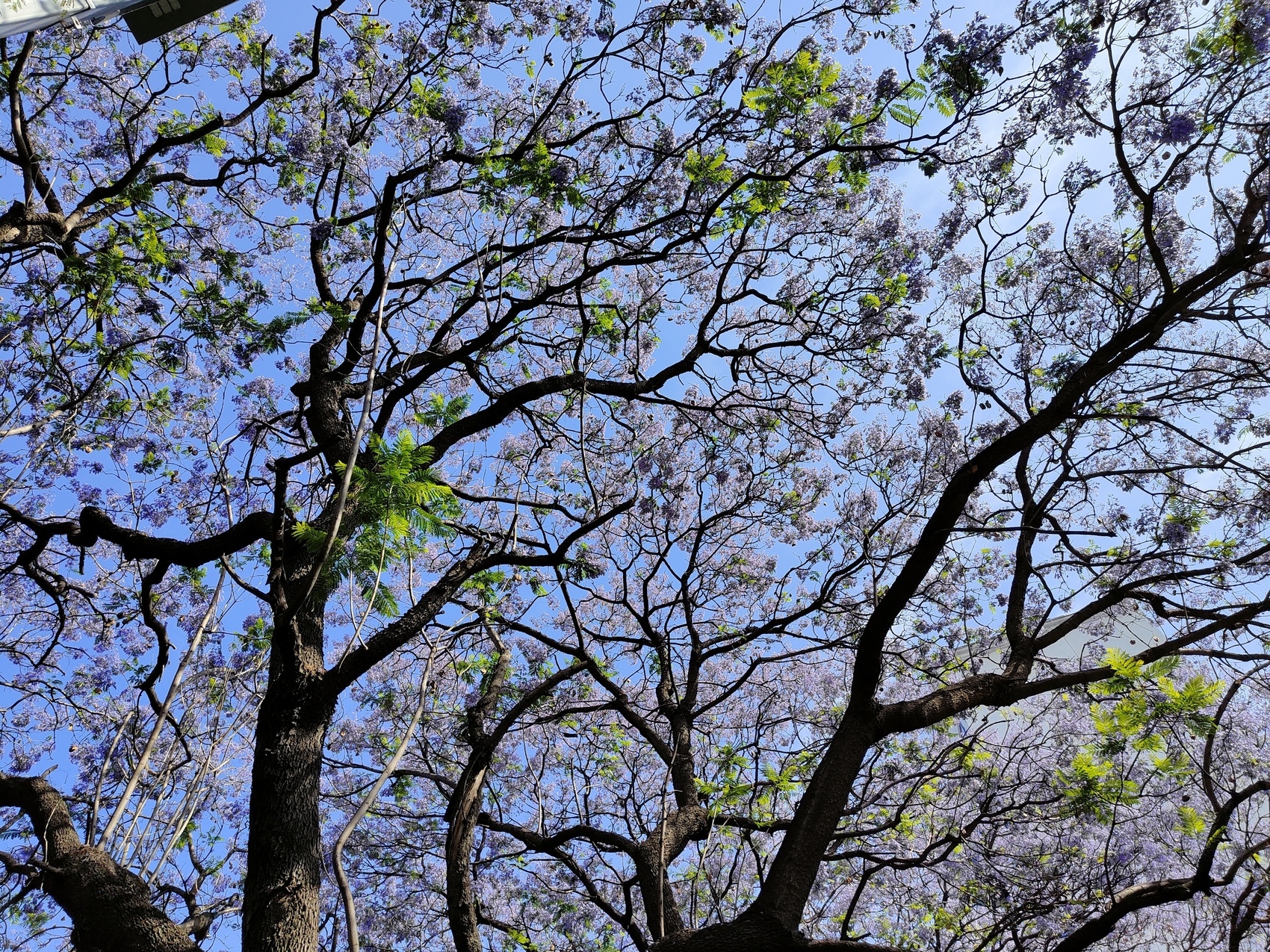 （转载）市树蓝花楹盛开 西昌成花海