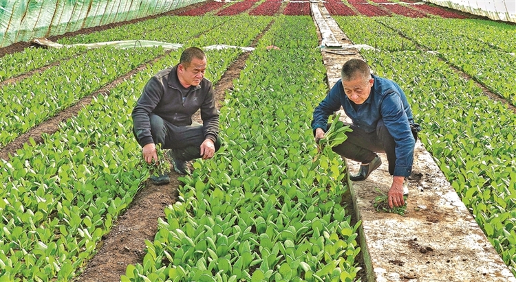 四月“尝鲜” 头茬春菜来了