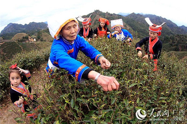 图片默认标题_fororder_六段村民开采春茶（黄光荧 摄）_副本