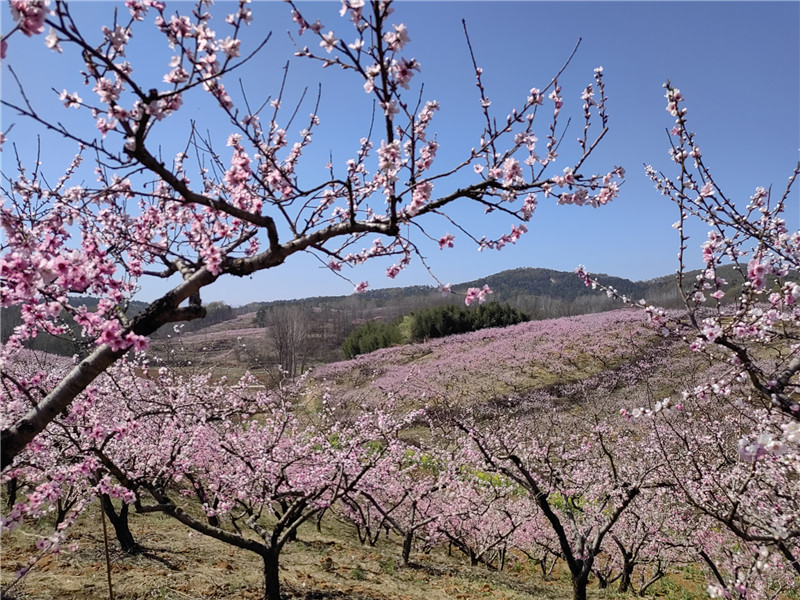 南阳桐柏：桃花源里惹人醉_fororder_大石坡村桃花林 摄影 周黎娟