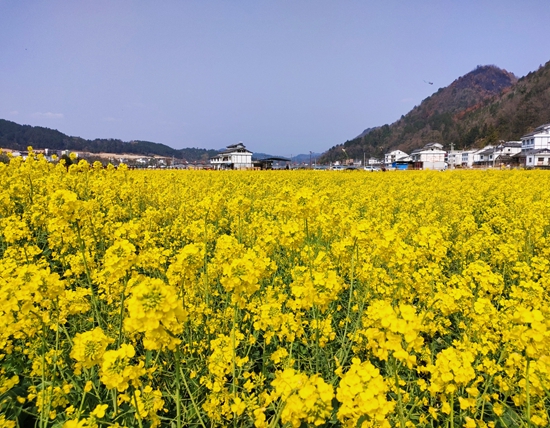 （供稿）贵州平塘京舟村：多措并举绘就乡村振兴画卷_fororder_油菜花海 杨新月摄