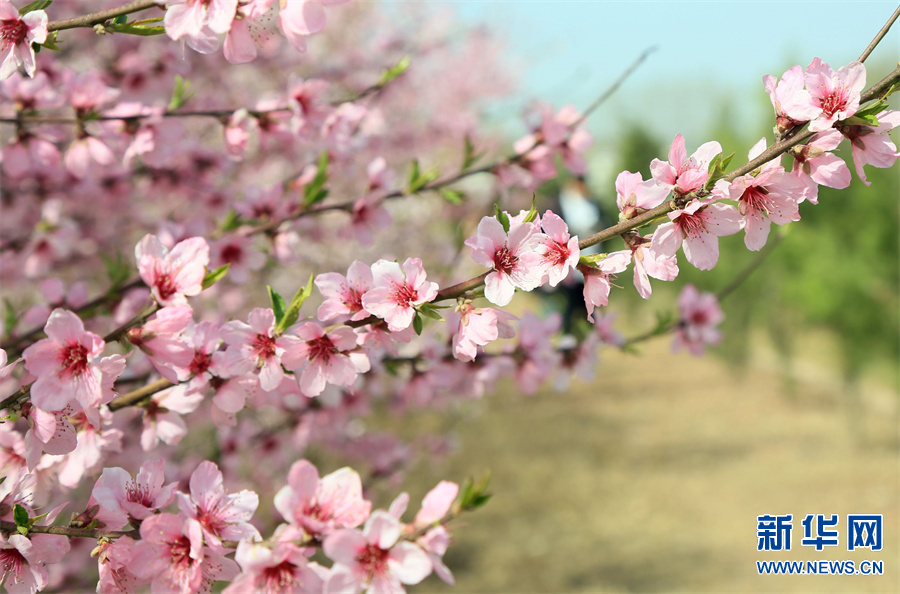 洛阳汝阳：三月桃花引客来