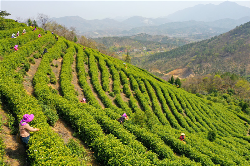 信阳市商城县：头茬高山茶抢“鲜”开摘_fororder_茶农在茶园采茶.JPG