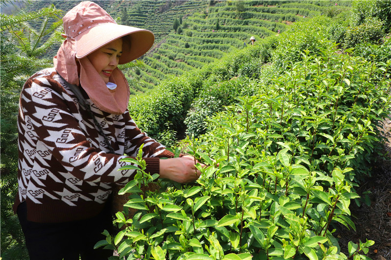 信阳市商城县：头茬高山茶抢“鲜”开摘_fororder_嫩绿香茶在指尖“起舞”.JPG