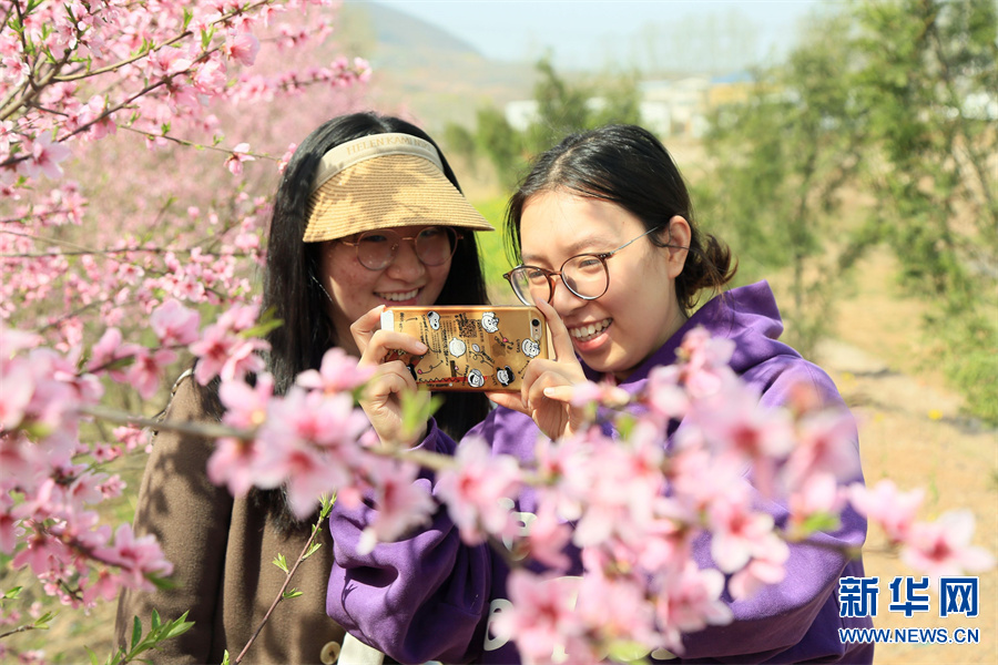 洛阳汝阳：三月桃花引客来