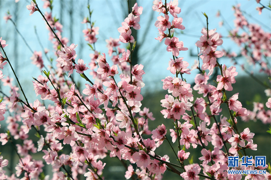 洛阳汝阳：三月桃花引客来