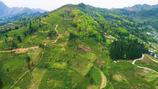 （供稿）贵州都匀：春茶市场旺 茶企产销忙_fororder_微信图片_20230329131728