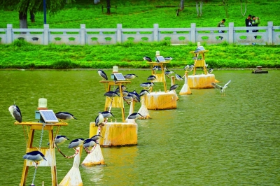 南京秦淮河：水上鹭鸟 诗意栖居