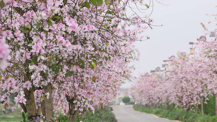 广西贺州：一路繁花一路景